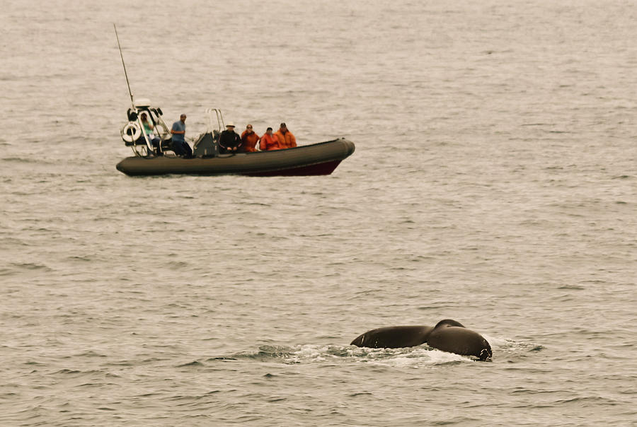 A Whale Watching Cruise Keeps Pace with a Humpback, San Diego, C #1 ...