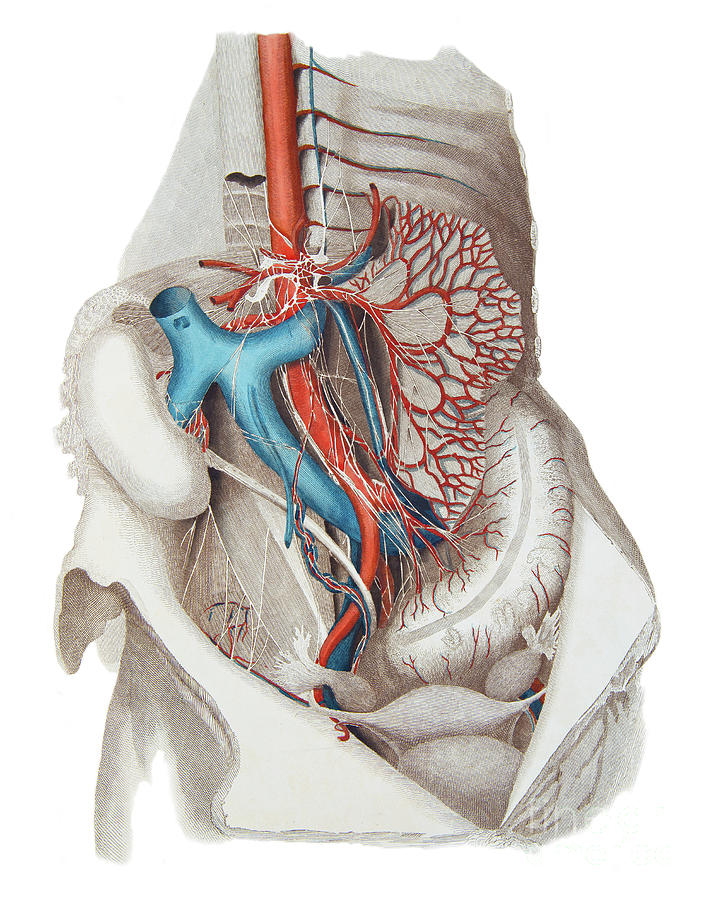 Abdomen 1 By Microscape Science Photo Library