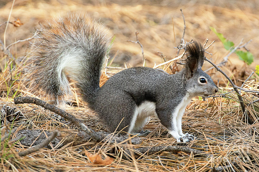 Aberts Squirrel  #1 Photograph by Dennis Hammer