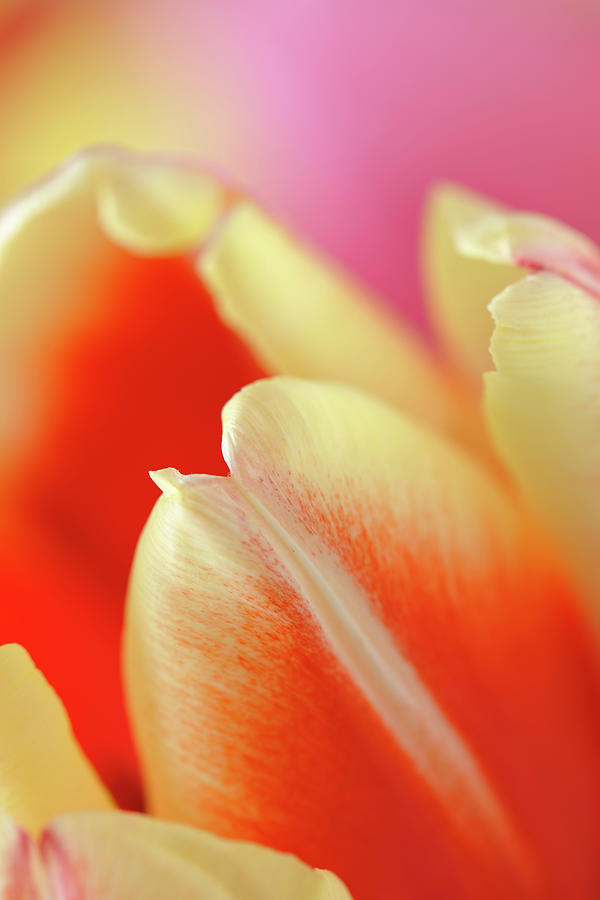 Abstract Colorful Tulips Close Up #1 Photograph by Jpecha