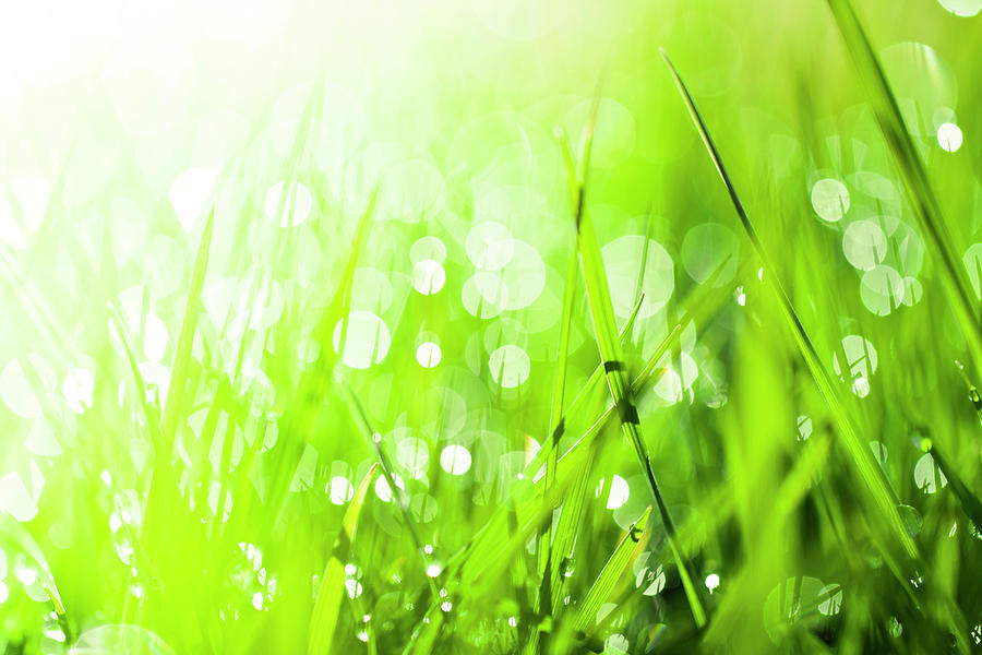 Abstract Grass Background #1 Photograph by Enjoynz