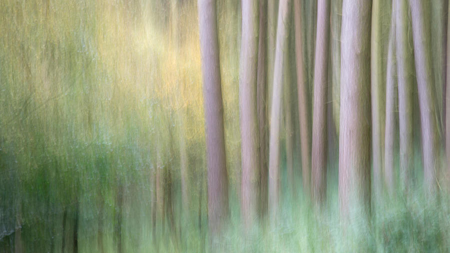 Tree Photograph - Abstract Image Of Forest #1 by Andrew Kearton
