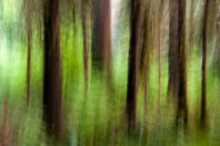 Abstract Image Of Hoh Rainforest - #1 Photograph by Bill Gozansky