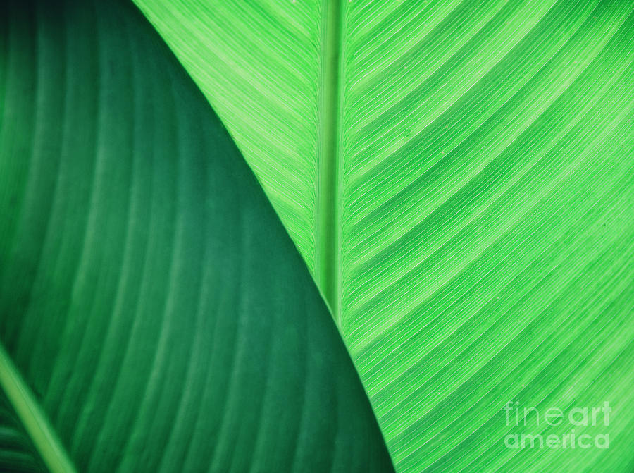 Abstract Natural Leaves Background. Photograph