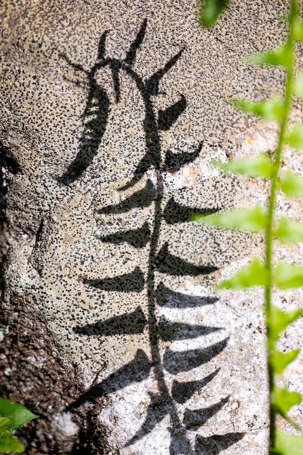 Abstract Photograph - Abstract Shadow Of Fern Against Rock #1 by Bill Gozansky