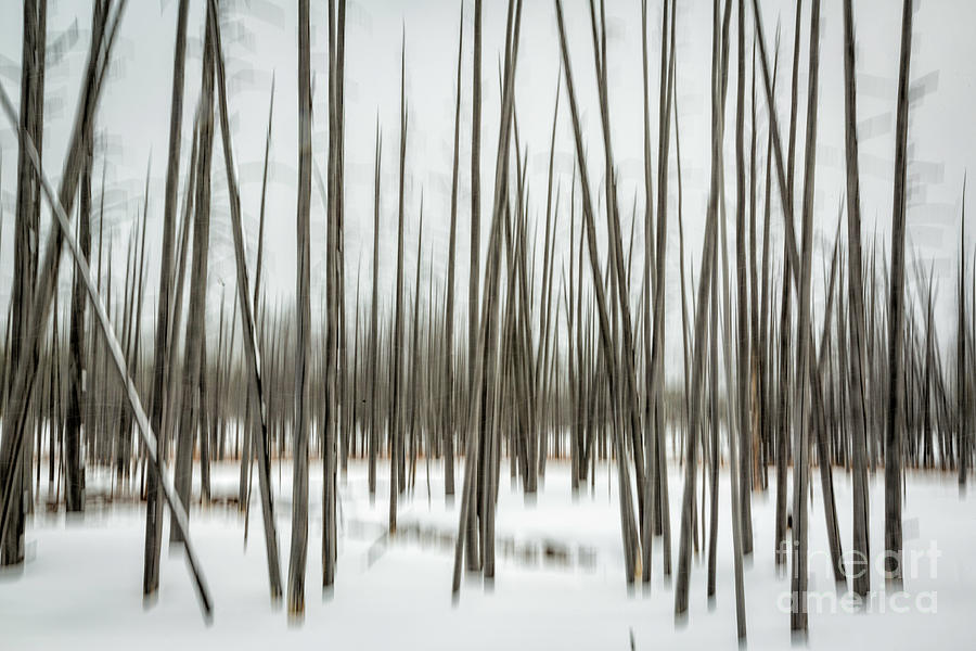 Abstract Trees #1 Photograph by Timothy Hacker