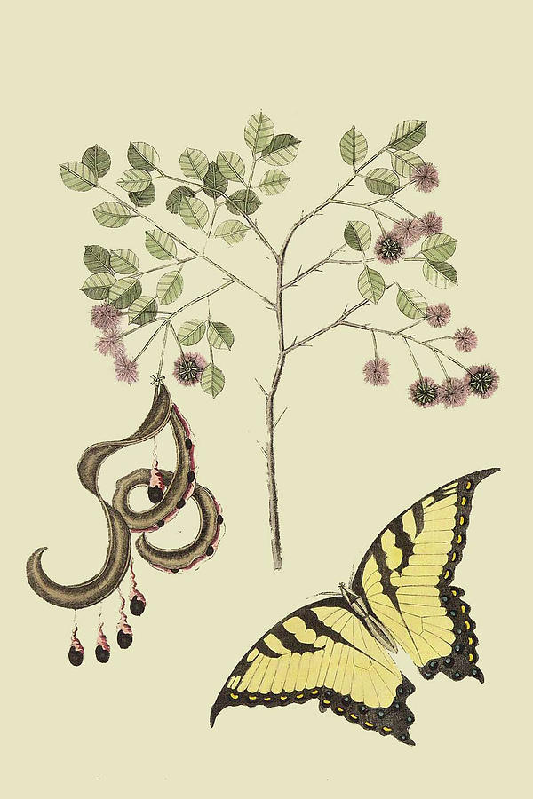 Acacia & Sulphur Butterfly #1 Painting by Mark Catesby