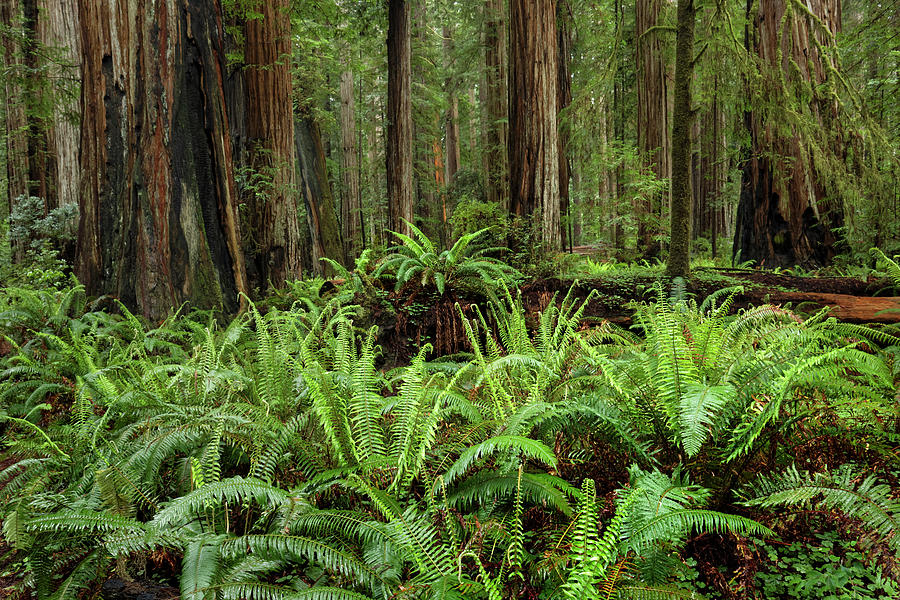 Adam Jones,california,coastal,danita Photograph by Adam Jones - Fine ...