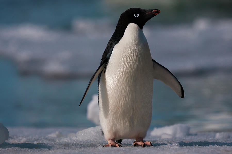 Adelie Penguin, Antarctica #1 Photograph by Mint Images/ Art Wolfe