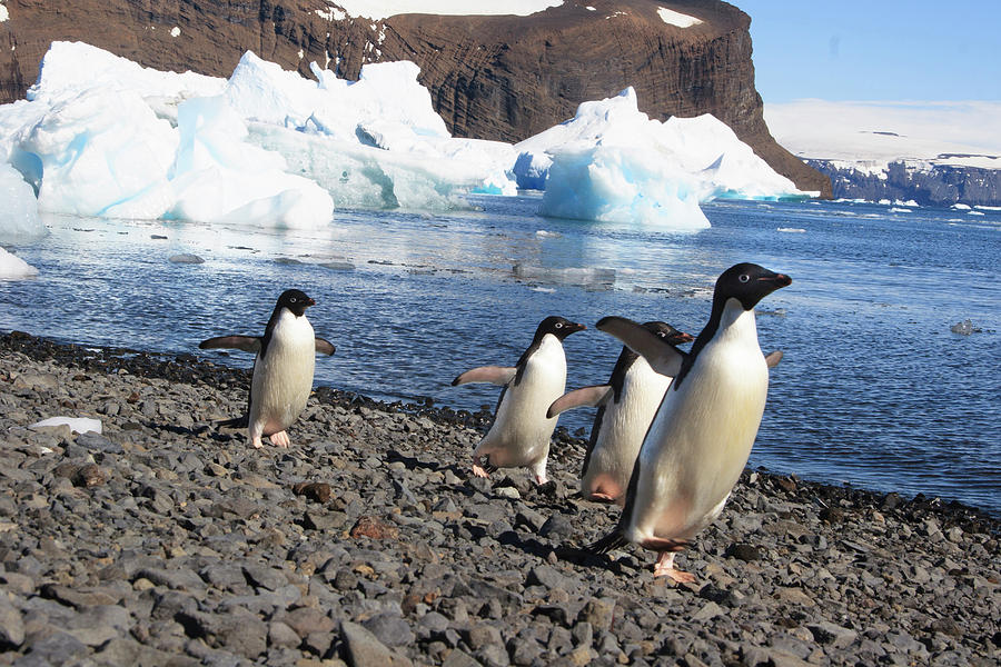 Penguin Photograph - Adelie Penguin Devil Island, Antarctica #1 by Tom Norring