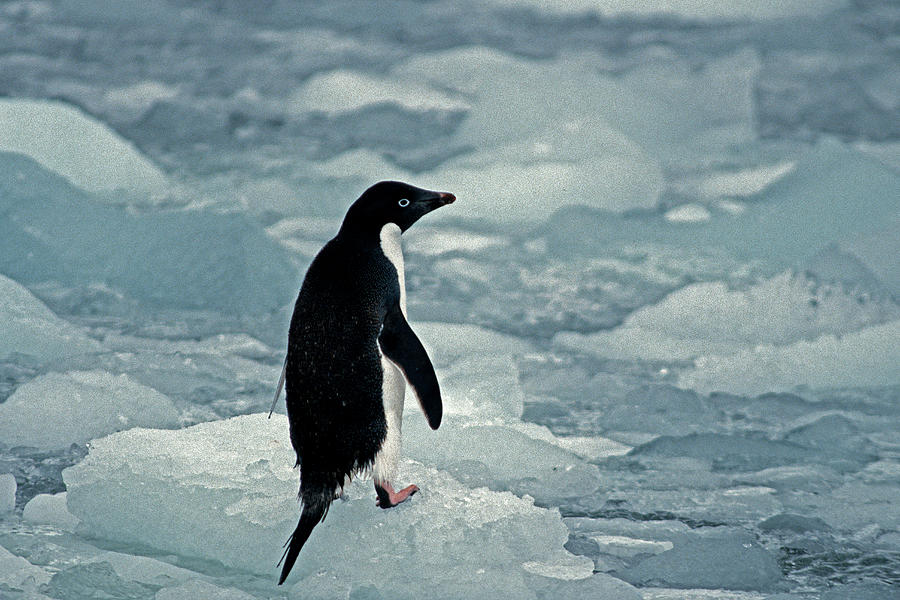 Adelie Penguin #1 Photograph by Mark Newman