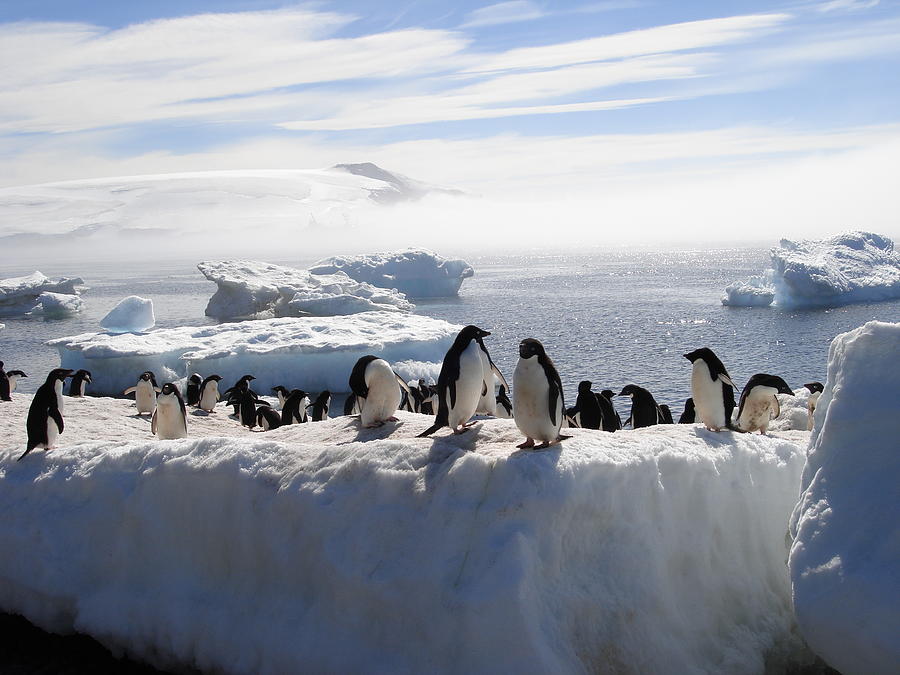 Adelie Penguins #1 Photograph by Image By Brent R. Carreau