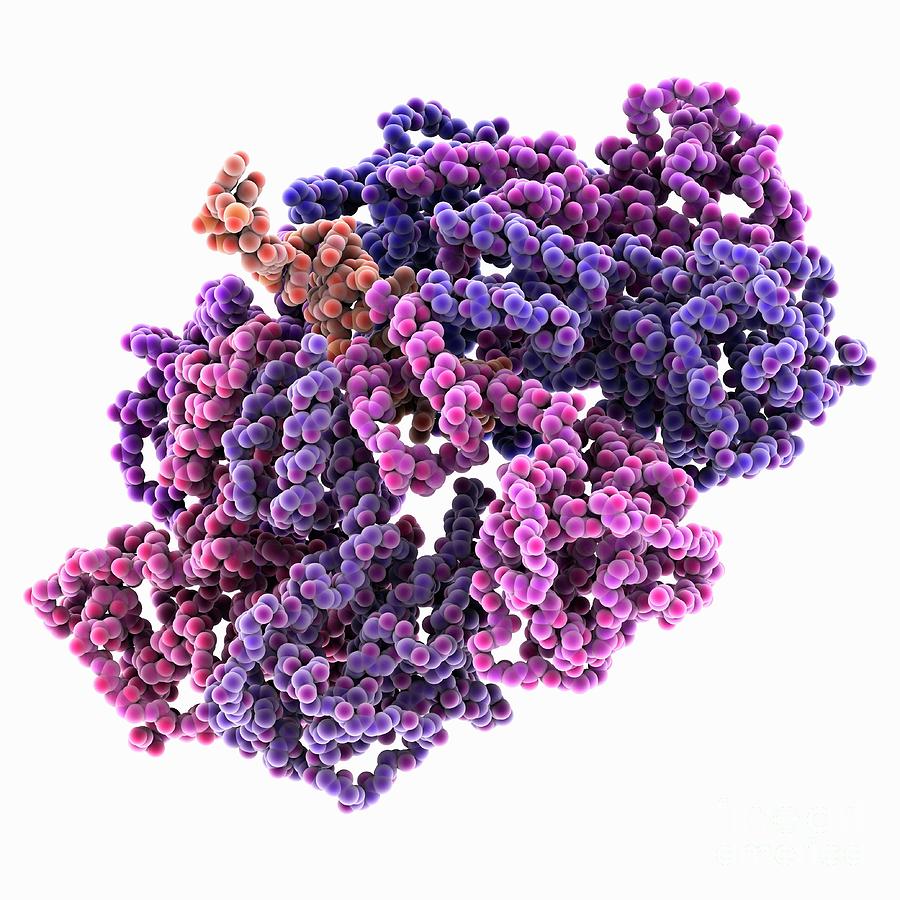 Adeno-associated Virus 2 Dna Complex #1 Photograph by Laguna Design/science Photo Library