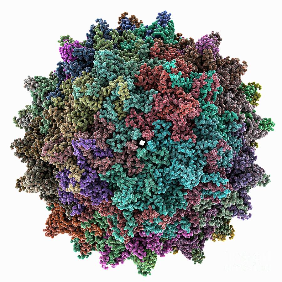 Adeno-associated Virus 9 Capsid #1 Photograph by Laguna Design/science Photo Library