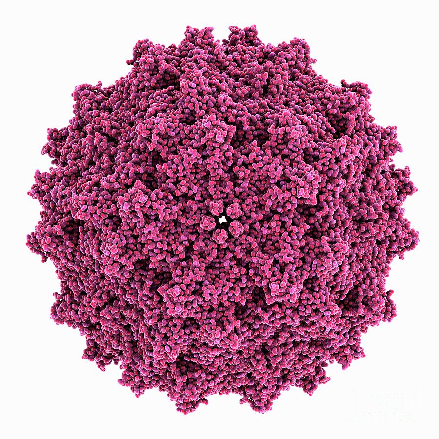 Adeno-associated Virus Serotype 5 #1 Photograph by Laguna Design/science Photo Library