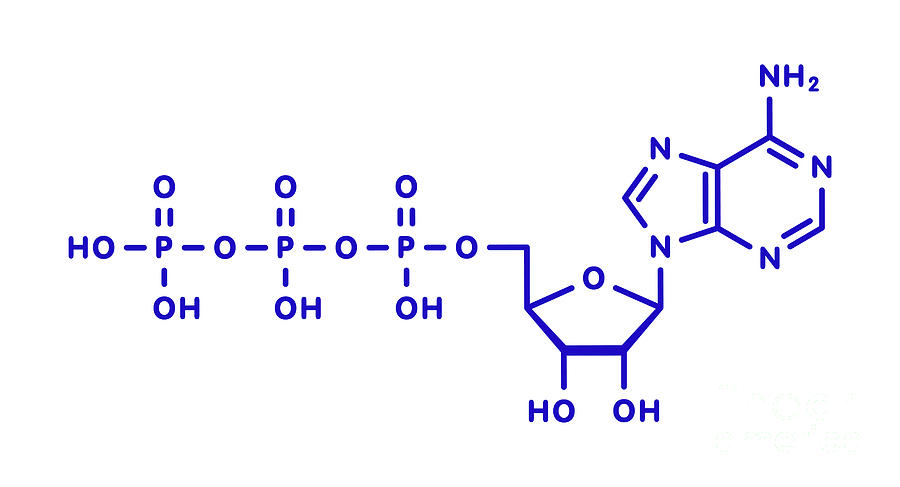 Adenosine Triphosphate Molecule 1 Photograph By Molekuulscience Photo