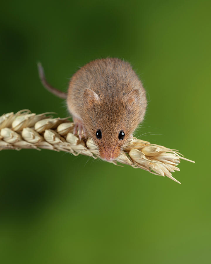 Adorable cute harvest mice micromys minutus on wheat stalk with ...