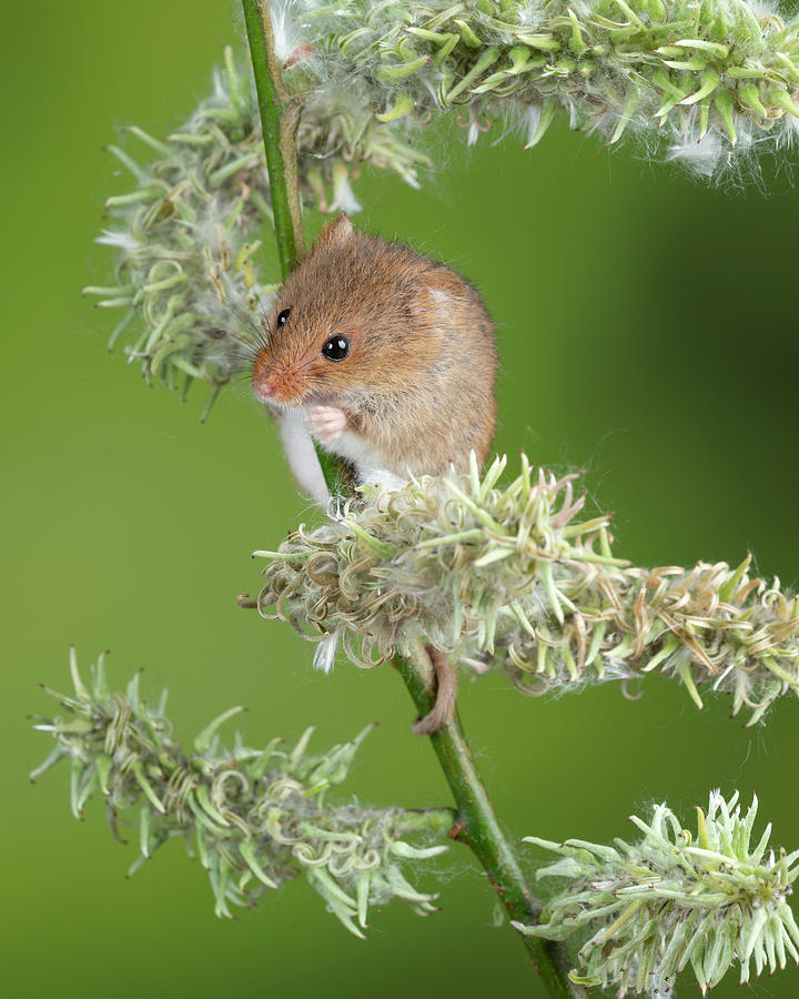 Adorable cute harvest mice micromys minutus on white flower foli ...