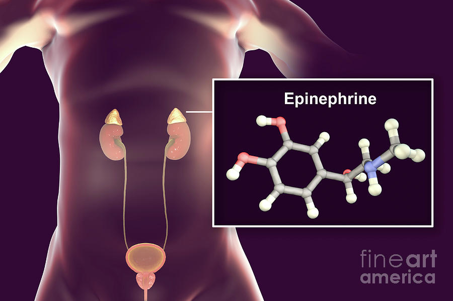 Адреналин картинки гормон