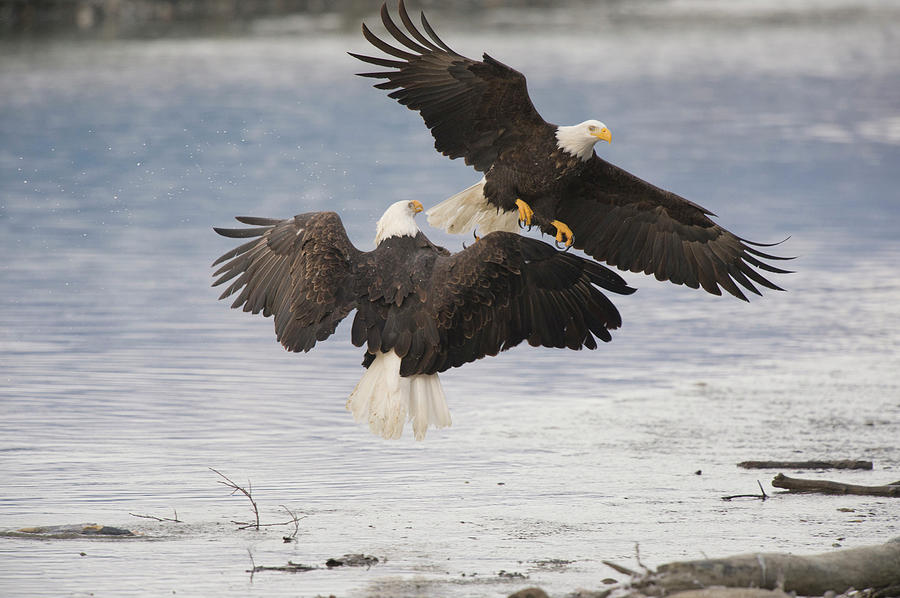 Adult Bald Eagles Greeting Each Other #1 Photograph by William Mullins