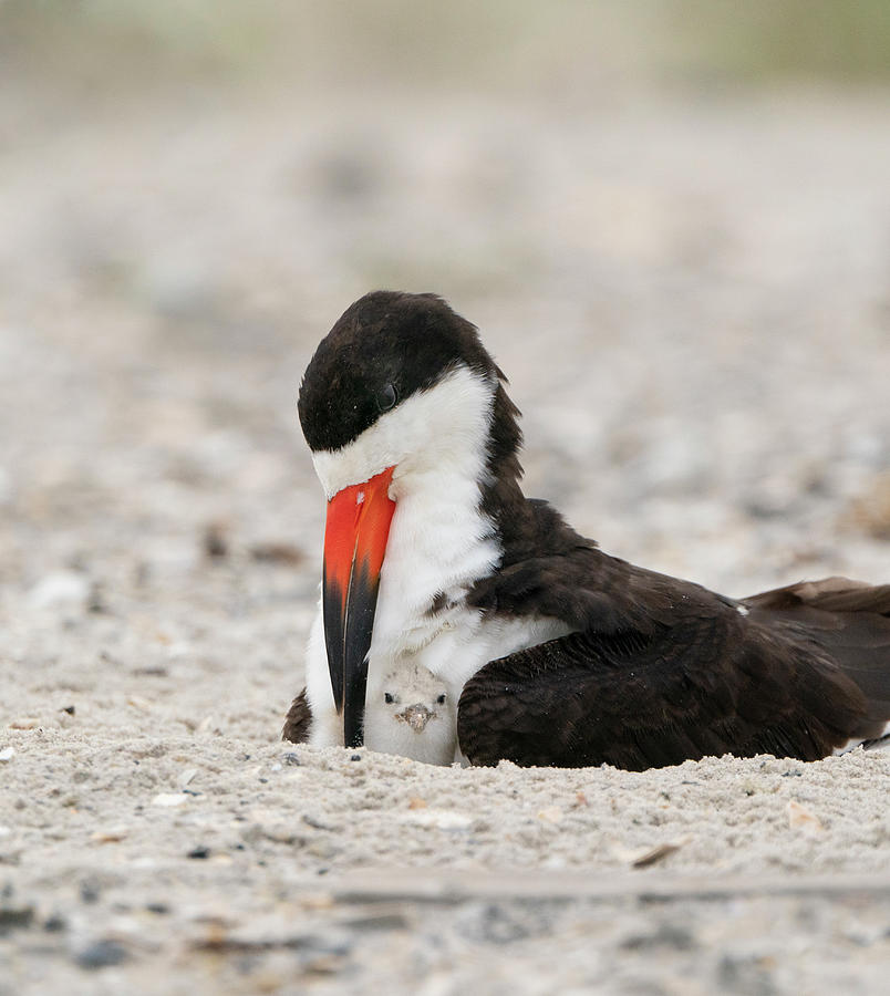 Adult Black Skimmer Brooding Chick, Long Island, New York #1 Photograph by Marie Read / Naturepl.com Adult Black Skimmer Brooding Chick, Long Island, New York #1 Photograph by Marie Read / Naturepl.com
