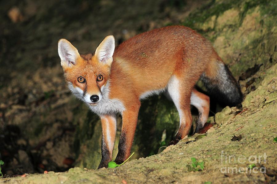 Adult Fox Photograph by Colin Varndell/science Photo Library - Pixels