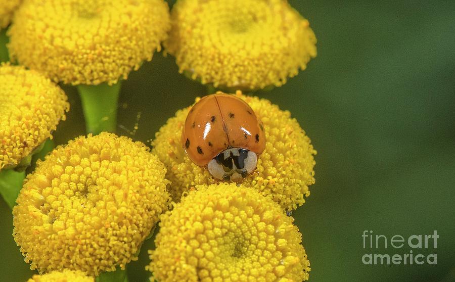 Adult Harlequin Ladybird #1 Photograph by Bob Gibbons/science Photo Library