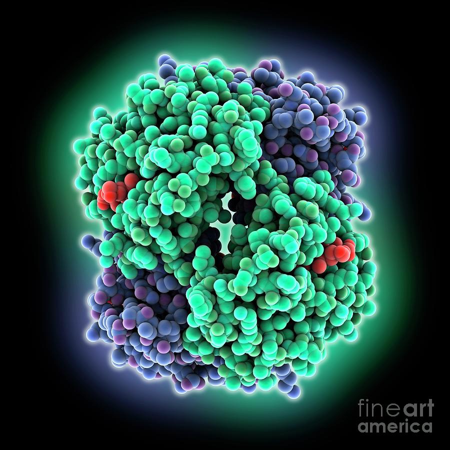 Adult Human Haemoglobin #1 Photograph by Laguna Design/science Photo Library