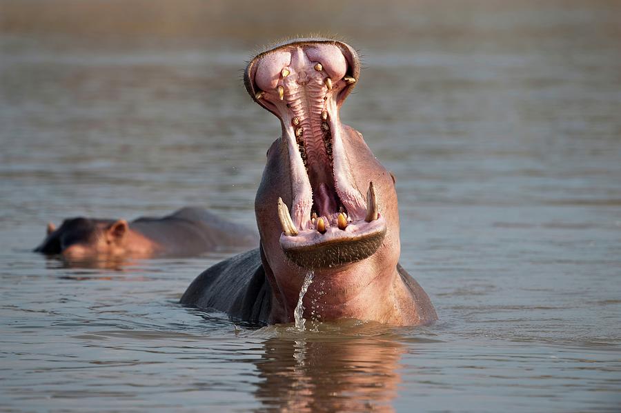 Adult Male Hippopotamus (hippopotamus #1 Photograph by Nick Garbutt Adult Male Hippopotamus (hippopotamus #1 Photograph by Nick Garbutt