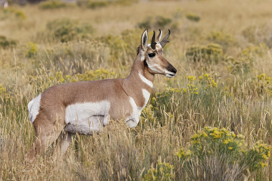 Adult Male Pronghorn, Yellowstone Photograph By Adam Jones - Fine Art 