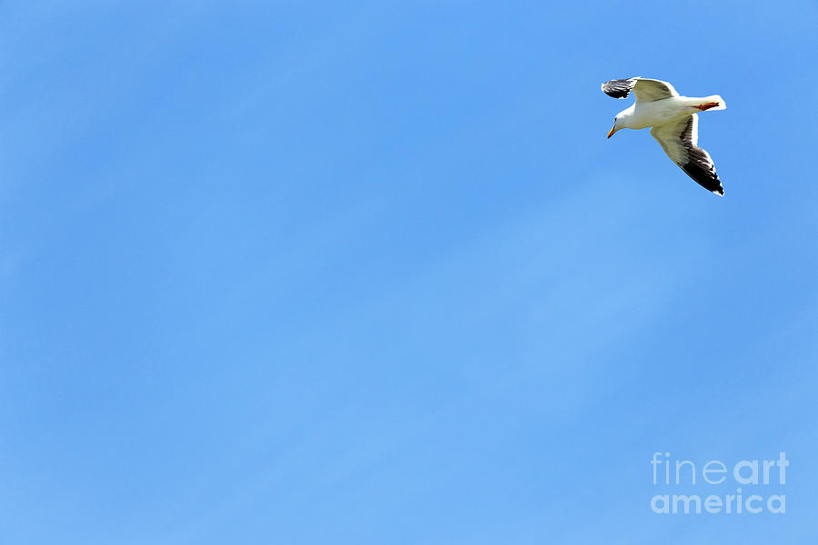 Adult Western Gull Seagull Flying Gliding Soaring Larus Occident Photograph