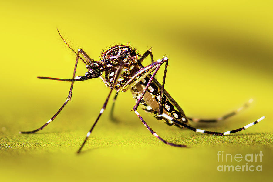 Aedes Aegypti Mosquito Photograph by Cdc/science Photo Library - Fine ...