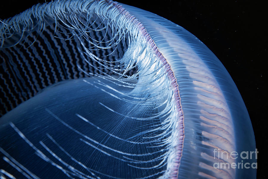 Aequorea Crystal Jellyfish Tentacles #1 Photograph by Alexander Semenov/science Photo Library