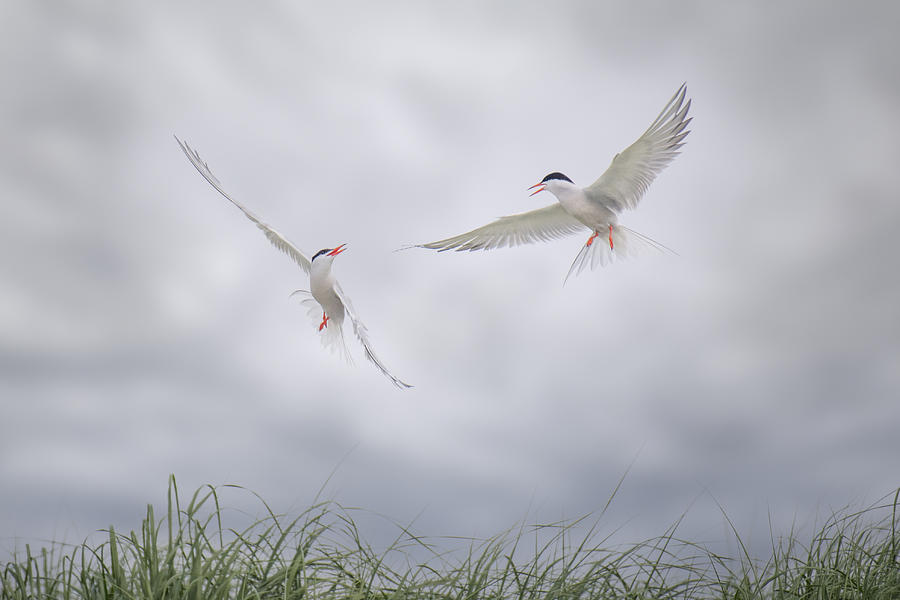 Bird Photograph - Aerial Dance #1 by Rob Li