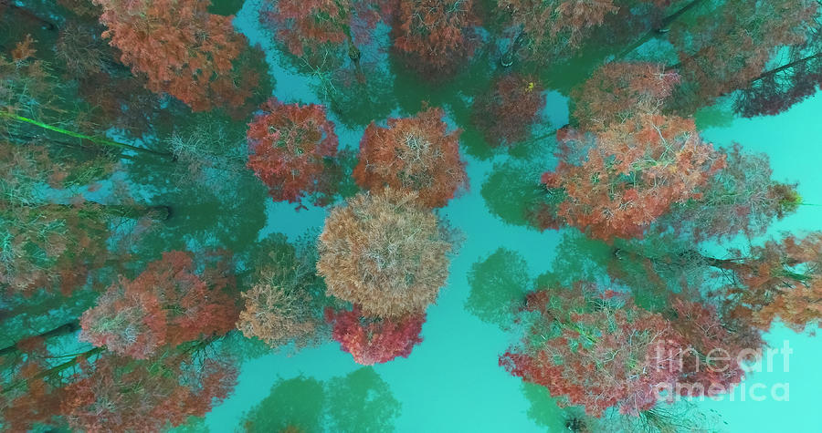 Aerial Drone View With Fir Tree Fall #1 Photograph by Yaorusheng