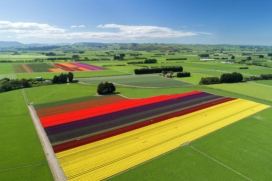 Aerial Photograph - Aerial Of Colorful Tulip Fields by David Wall Aerial Photograph - Aerial Of Colorful Tulip Fields by David Wall