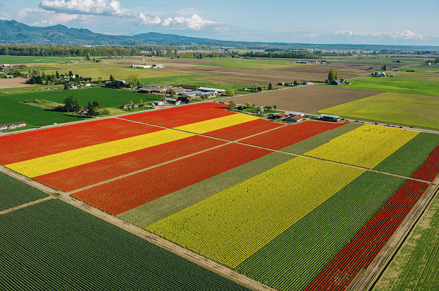 Aerial View Of Colorful Tulip Fields #1 Photograph by Pete Saloutos