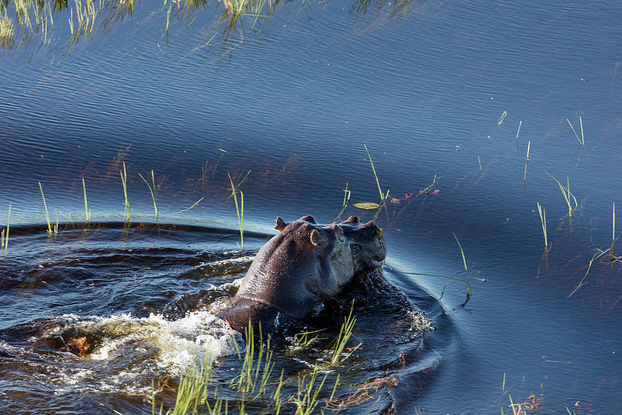 Aerial View Of Common Hippopotamus Or #1 Photograph by Roger De La Harpe