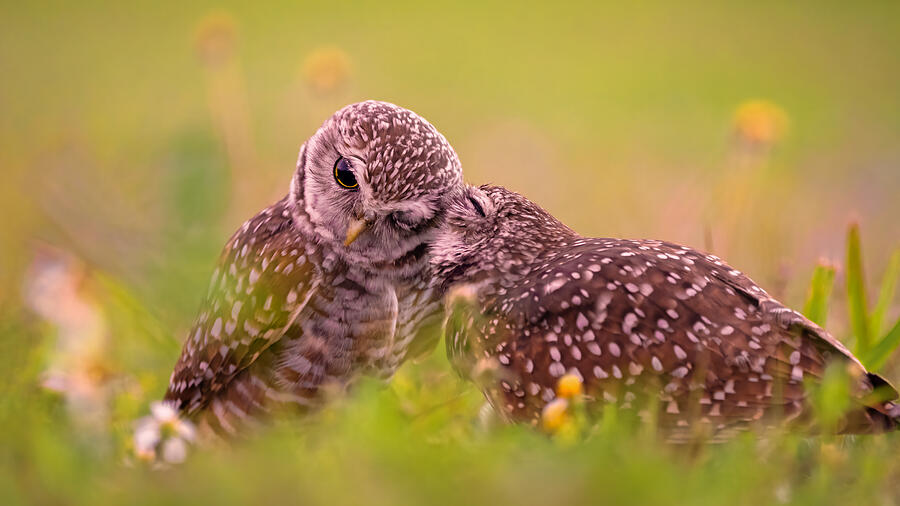 Owl Photograph - Affection #1 by John Fan