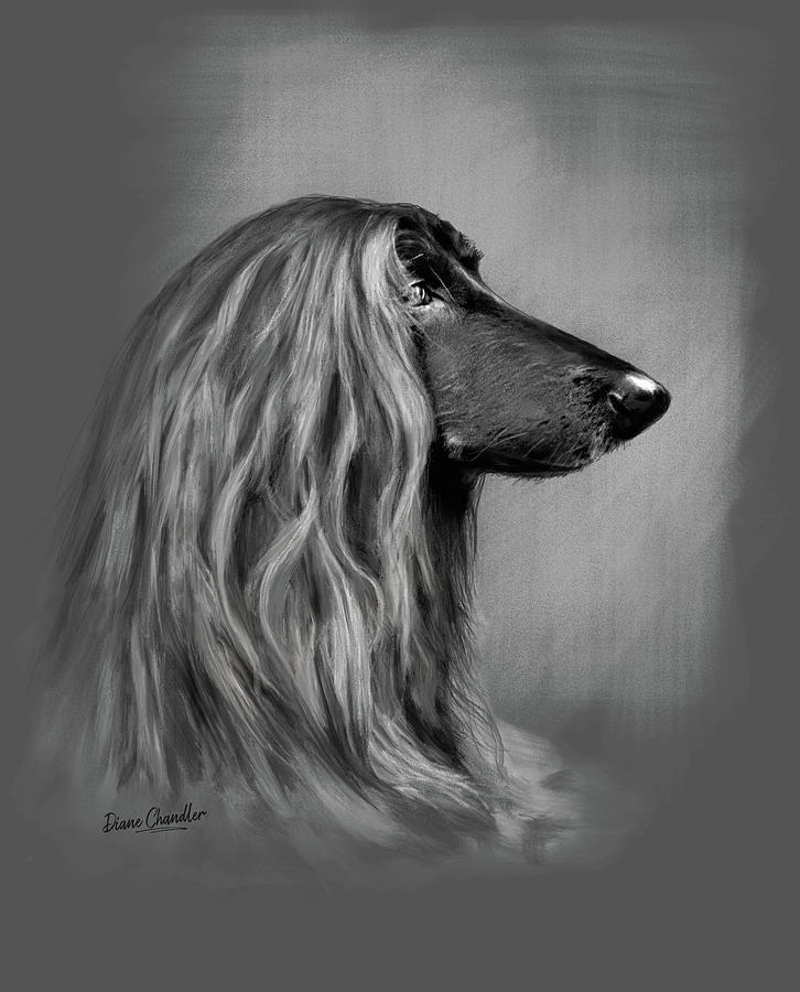 Afghan Hound by Diane Chandler Afghan Hound by Diane Chandler
