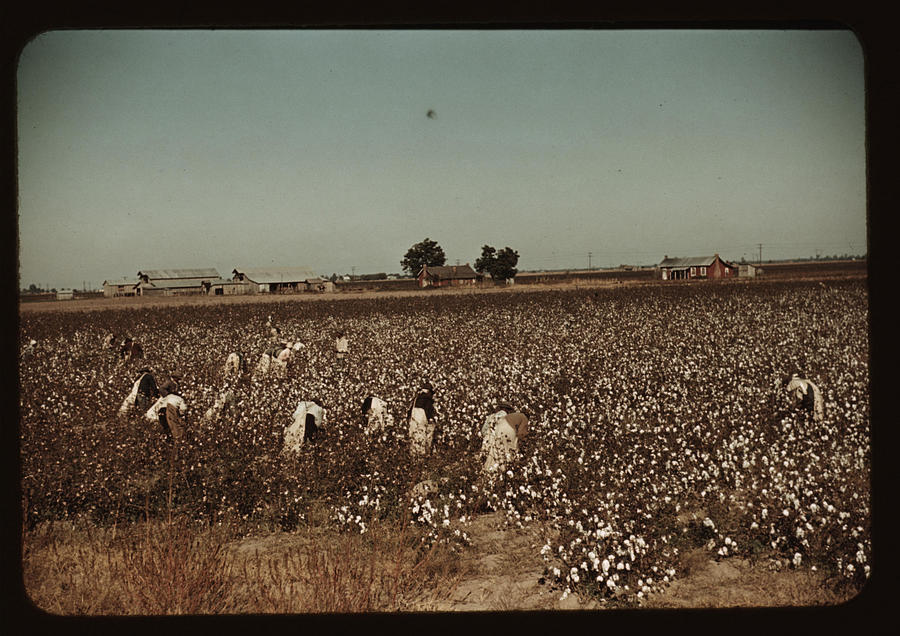 African American Day-laborers picking cotton #1 Painting by Wolcott, Marion Post