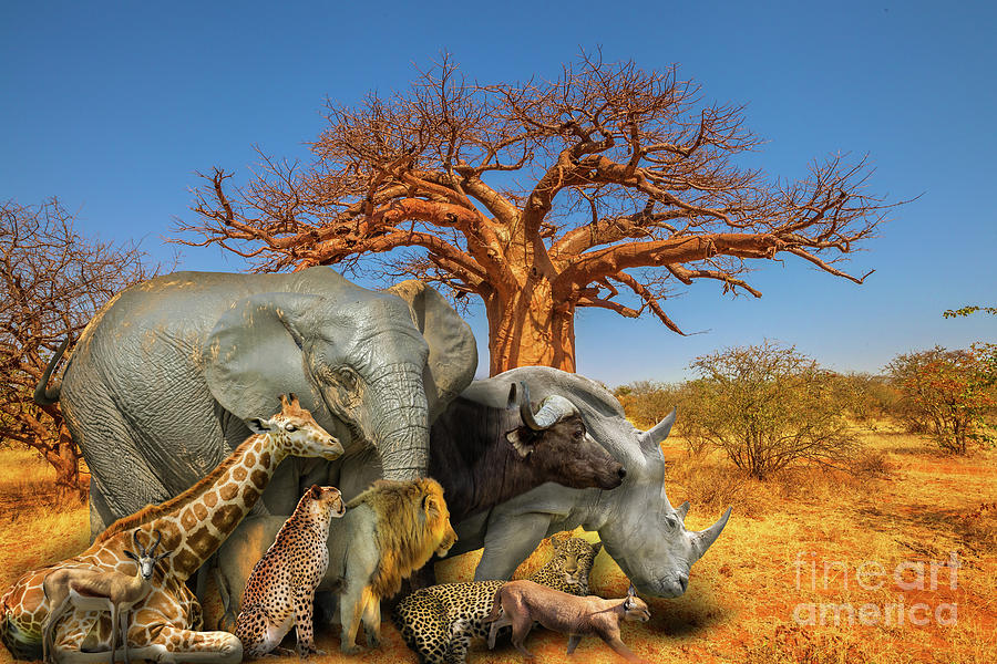 African animals and Baobab background Photograph by Benny Marty - Fine Art  America