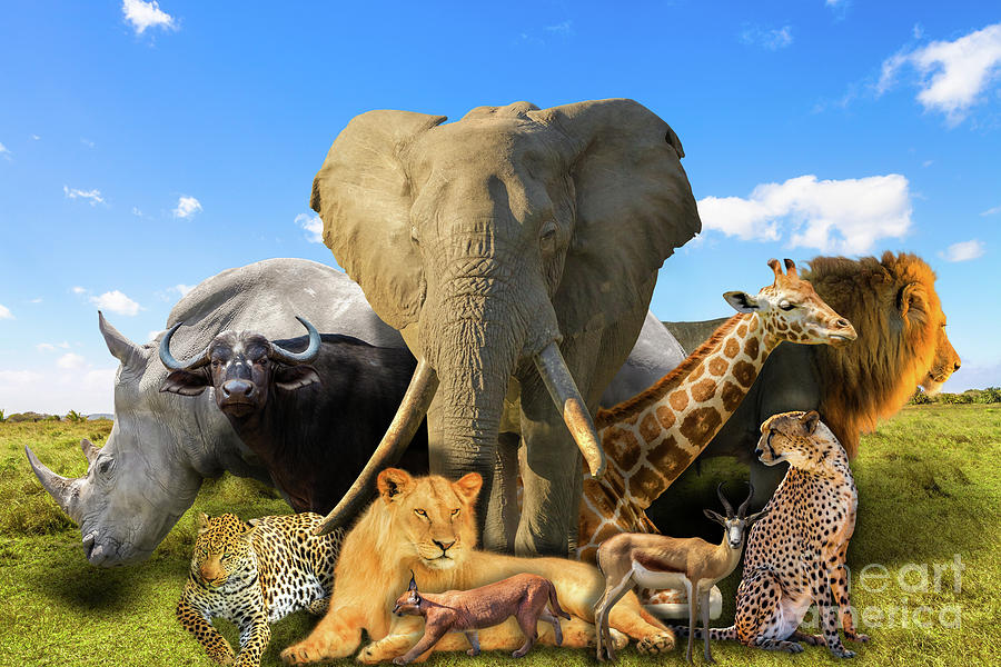 African animals collage #1 Photograph by Benny Marty