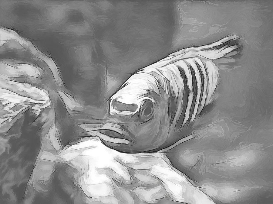African Cichlid Blue Zebra Sketch #1 Digital Art by Don Northup
