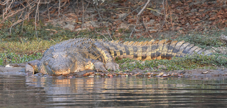 African Crocodile #2 Photograph by Ben Foster
