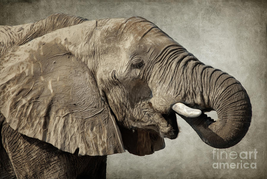 African Elephant by Angela Doelling AD DESIGN Photo and PhotoArt African Elephant by Angela Doelling AD DESIGN Photo and PhotoArt