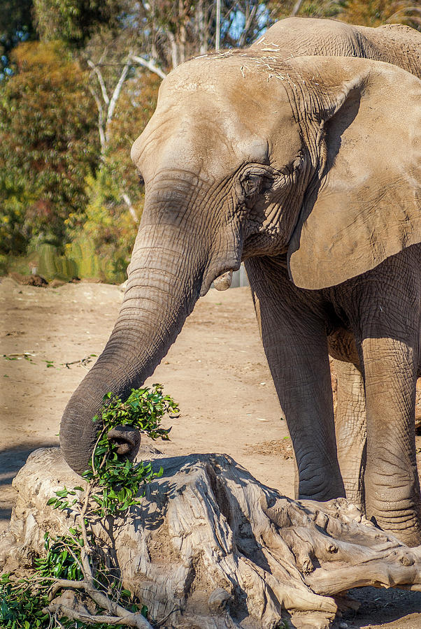 African Elephant #1 Photograph by Donald Pash