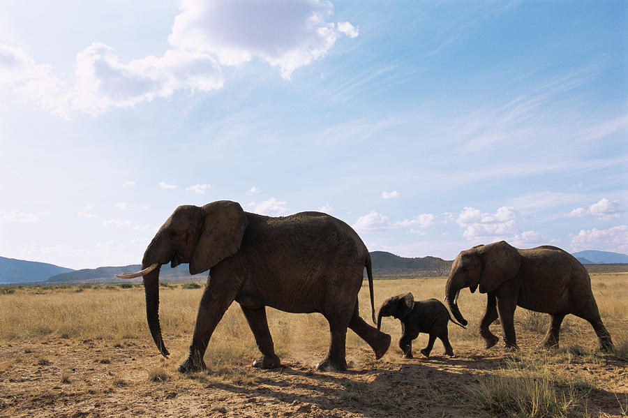African Elephant Family On The Move #1 Photograph by James Warwick