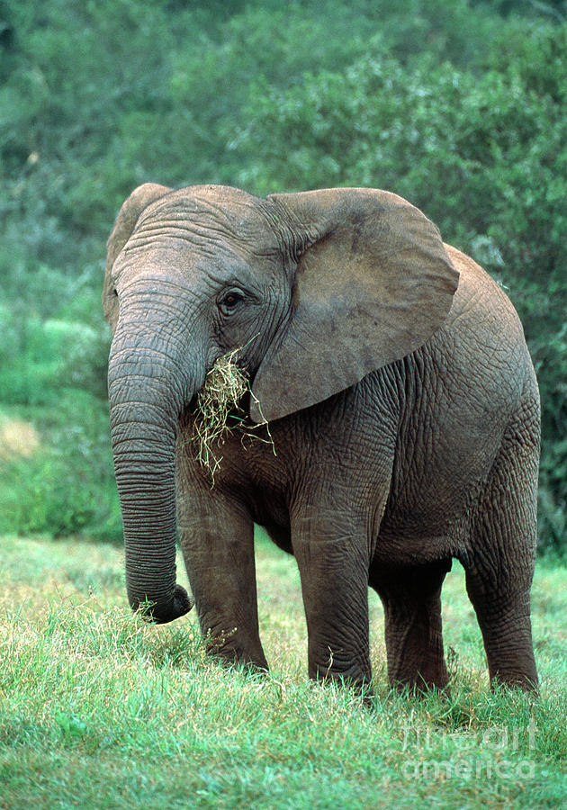 African Elephant Feeding #1 Photograph by Peter Chadwick/science Photo Library