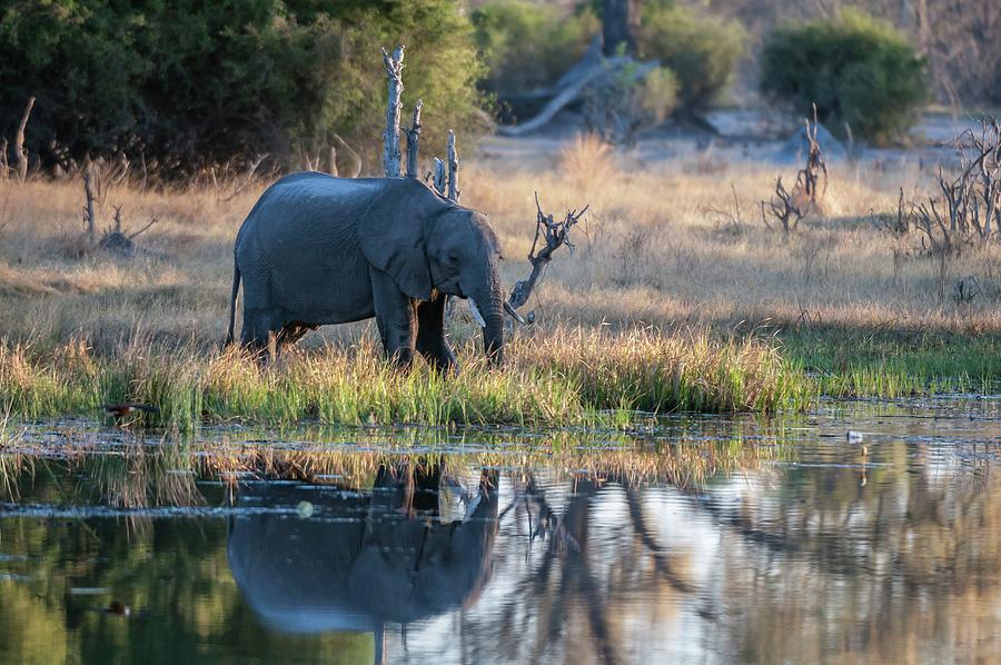 African Elephant In Botswana #1 Digital Art by Jacana Stock